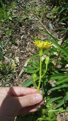 Pyrrhopappus grandiflorus