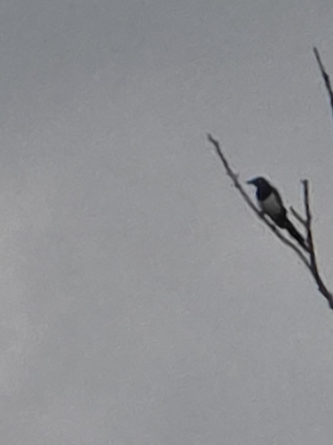 Eurasian Magpie