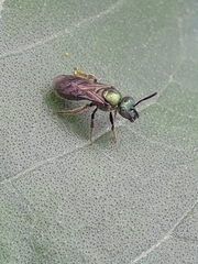 Augochlora aurifera