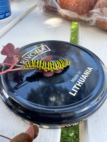 Old World Swallowtail