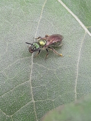Augochlora aurifera