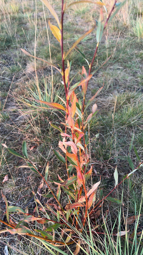 Little-tree Willow