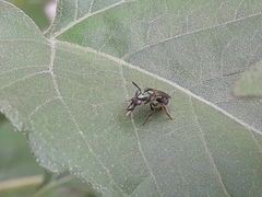 Augochlora aurifera