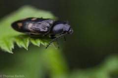 Selatosomus suckleyi