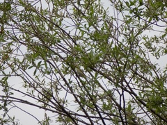 Phylloscopus trochilus