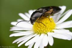 Selatosomus suckleyi