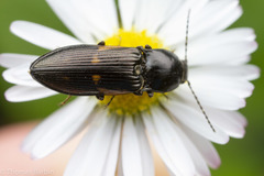 Selatosomus suckleyi