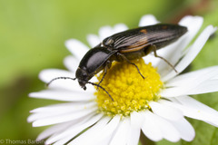 Selatosomus suckleyi