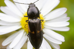 Selatosomus suckleyi