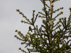 Phylloscopus trochilus