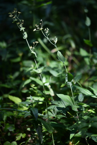 Bupleurum longifolium