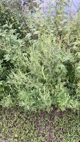 common ragweed