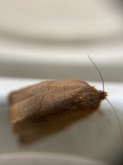 Cacoecimorpha pronubana