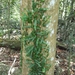 Clinging Snakefern - Photo (c) EEL Program, some rights reserved (CC BY-NC), uploaded by EEL Program