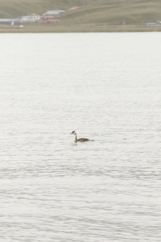 Great Crested Grebe