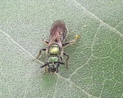 Augochlora aurifera