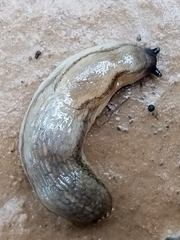 Carinarion