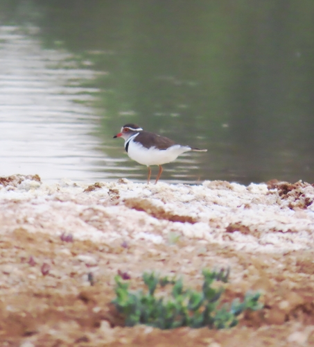 iNaturalist: (c) Johan Huisamen, some rights reserved (CC BY-NC), uploaded by Johan Huisamen iNaturalist image