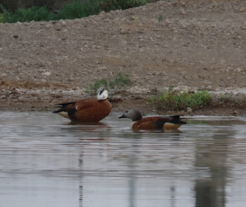 iNaturalist image