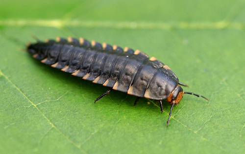 Sad Carrion Beetle, photo 8 of 8