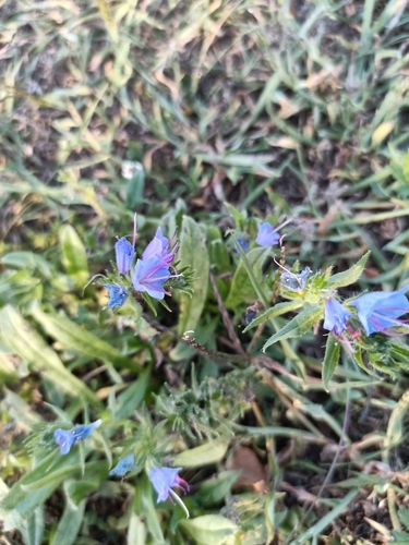 viper's-bugloss