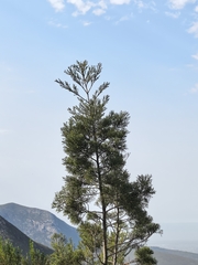 author not stated, no rights reserved Widdringtonia nodiflora, photograph author not stated, no rights reserved