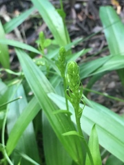 Platanthera flava flava