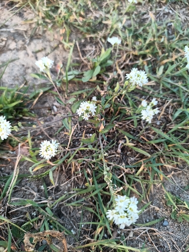 hoary alyssum