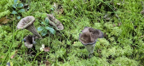 Horn-of-plenty