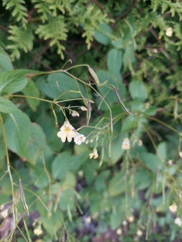 small balsam