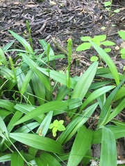 Platanthera flava flava