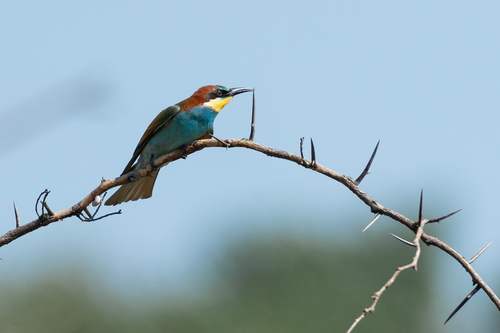 European Bee-eater