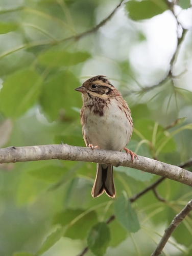 Rustic Bunting