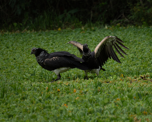 Horned Screamer