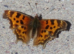 Polygonia satyrus