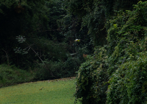 Whistling Heron