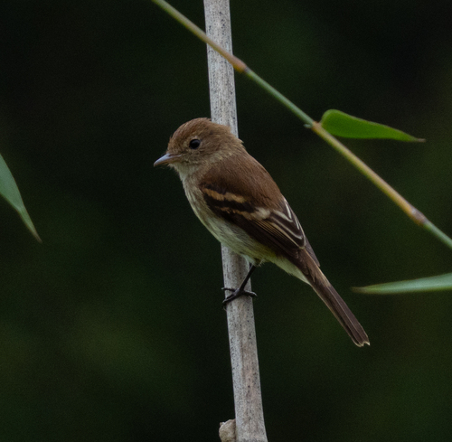 Bran-colored Flycatcher