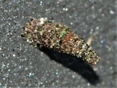 Luffia ferchaultella