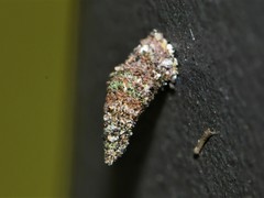 Luffia ferchaultella