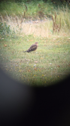 Montagu's Harrier