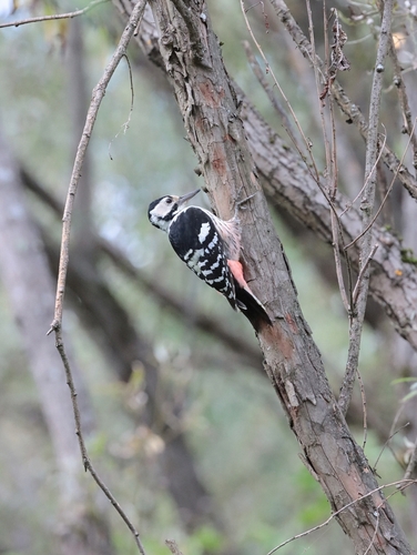 White-backed Woodpecker