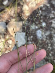 Linum rupestre