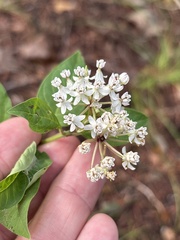 Asclepias texana