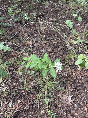 Asclepias texana, photograph 2