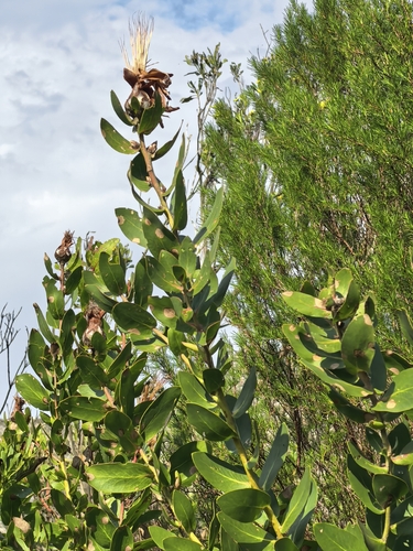 Protea mundii, photograph 4