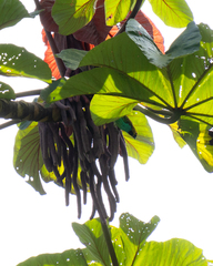 Cecropia glaziovii