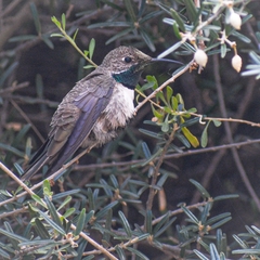 Oreotrochilus leucopleurus