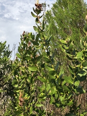 author not stated, no rights reserved Protea mundii, photograph author not stated, no rights reserved