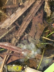 Ambystoma maculatum