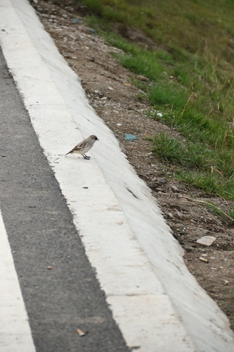 White-rumped Snowfinch